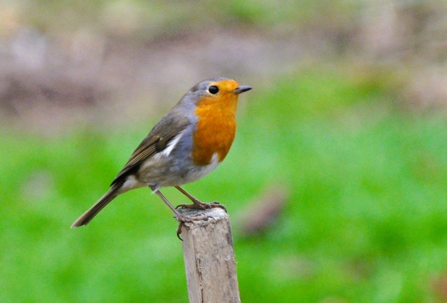 Oiseaux des villes, oiseaux des champs